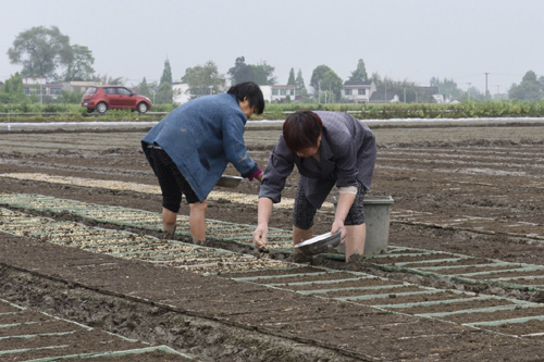 4月13日，和興鎮(zhèn)國防村農(nóng)民在培育水稻種子。隨著小麥收獲期臨近，四川省廣漢市和興鎮(zhèn)的農(nóng)民開始為水稻的備耕備種忙碌。和興鎮(zhèn)農(nóng)業(yè)種植面積達12000畝，是四川省優(yōu)質(zhì)水稻種植示范基地。