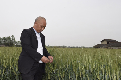 4月13日，和興鎮(zhèn)國防村的種糧大戶陳敦許在查看即將收獲的小麥生長情況。